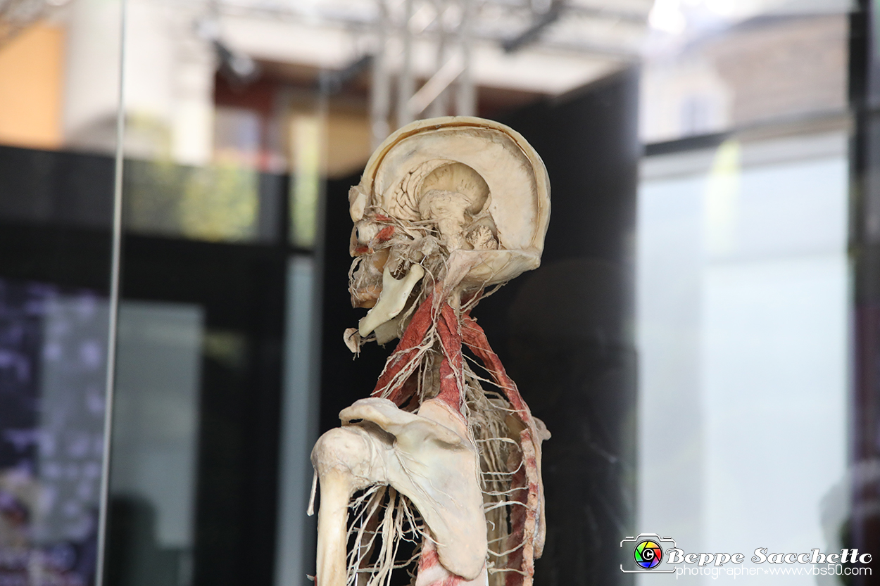 VBS_2956 - Sistema nervoso - Mostra Body Worlds.jpg